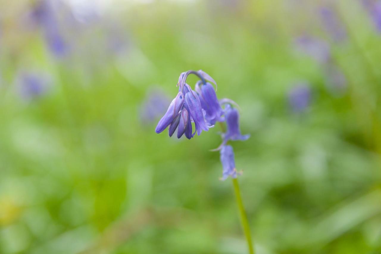 Cosy Woodland Home Uny Lelant Dış mekan fotoğraf