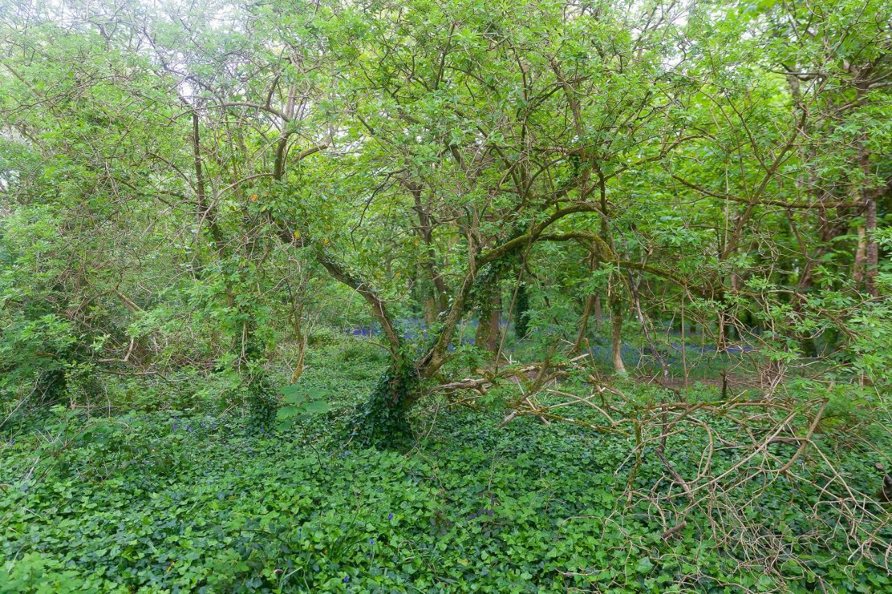 Cosy Woodland Home Uny Lelant Dış mekan fotoğraf