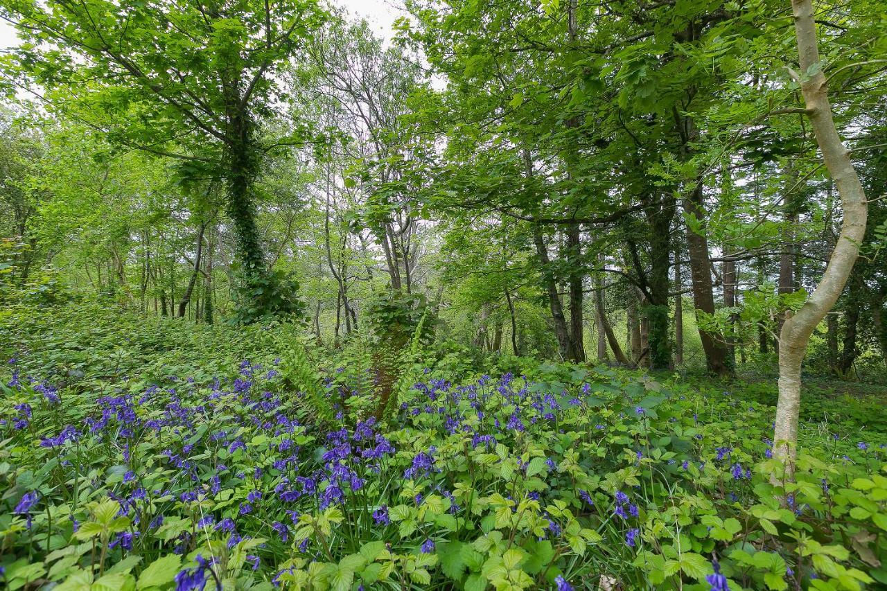 Cosy Woodland Home Uny Lelant Dış mekan fotoğraf